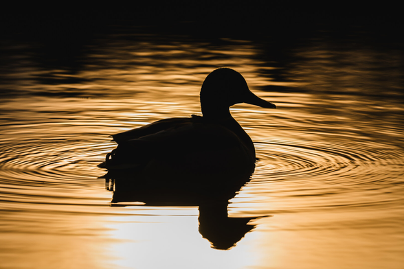 A photograph of a mallard duck sitting in a pond near sunset. The duck is backlit by the setting sun, appearing a an almost black silhouette, facing right, reflected in the pond surface.

The movement of the duck has created a series of concentric ripples around it. The surface of the pond is golden from the low standing sun, fading almost to black near the top edge from shadows there. the background water is pleasingly out of focus.