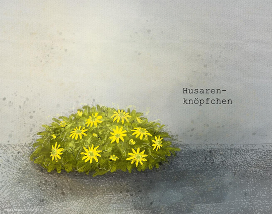 Zeichnung eines kleinen Pflanzentuffs mit hellgelben kleinen Blüten vor grauem Hintergrund. Neben dem Tuff steht in schwarzen Buchstaben "Husarenknöpfchen".