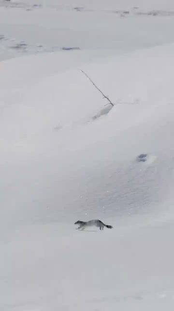 presque en apesanteur, une hermine court avec grâce sur la neige gelée, bondissant et semblant à peine toucher le sol