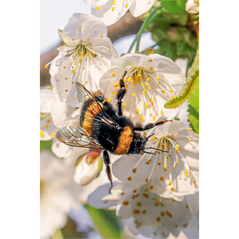 This is a close-up photograph of a bumblebee with black and orange fuzzy body and translucent wings. They are in the middle of the frame. They have and yellow-tipped legs and are perched on white cherry blossoms with yellow stamens. The background is blurred with green leaves and more blossoms.