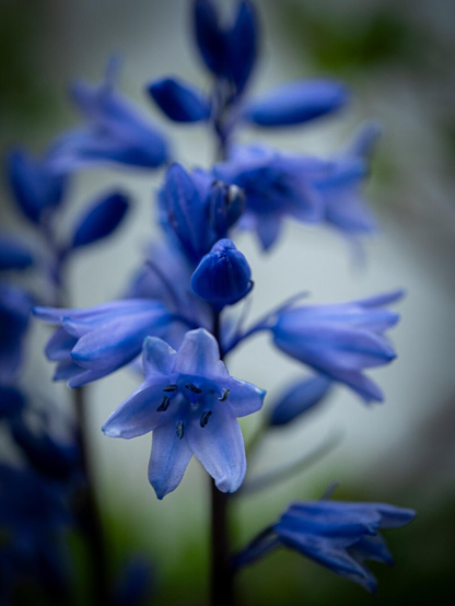 A close-up shot of vibrant bluebell flowers blooming on a central green stem against a soft, blurred background.
