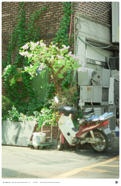 덩쿨진 벽돌 벽 앞으로 연보라빛 꽃이 핀 나무와 오토바이, 그 뒤로는 낡은 기계들이 쌓여 있는 모습.