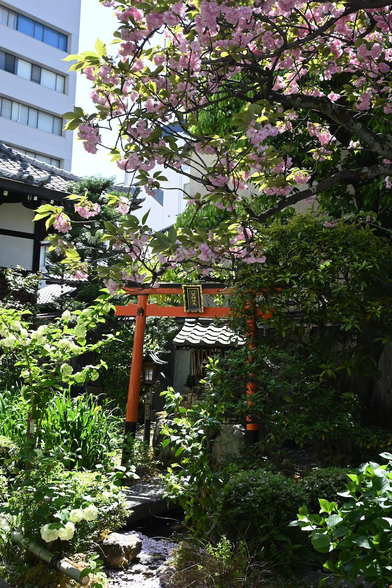 八臂辨財天のお社前に建つ鳥居と八重桜。/ 2026.04.16 裏寺通・宝蔵寺から