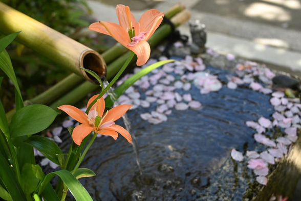 手水鉢に飾られたオレンジココットっぽいスカシユリ。手水鉢やスカシユリの花にたくさんの桜の花びらが乗っている。/ 2026.04.16 裏寺通・宝蔵寺から