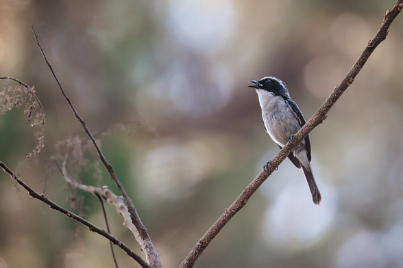 Small black and white bird (grey bush chat) sitting and singing on a tree branch