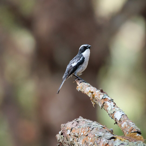 Small black and white bird (grey bush chat) sitting on a tree branch's edge