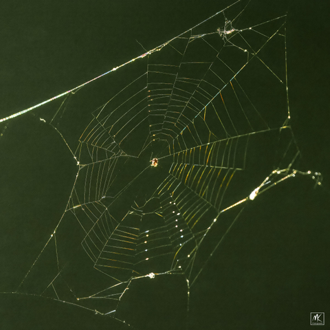 Color photo of a tiny spider and its web catching the light of the setting sun. 