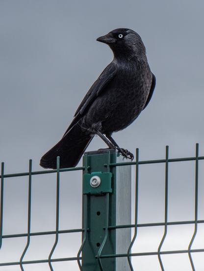 A jackdaw with sleek black feathers perches on a green metal fence against a cloudy grey sky. The bird is looking slightly back toward the left and keeping one pale, blue-grey eye on the camera.