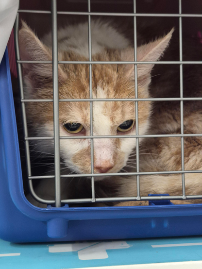Suko, An American Shorthair feline who's feeling a little upset being stuck in his cage after being dragged to the vet