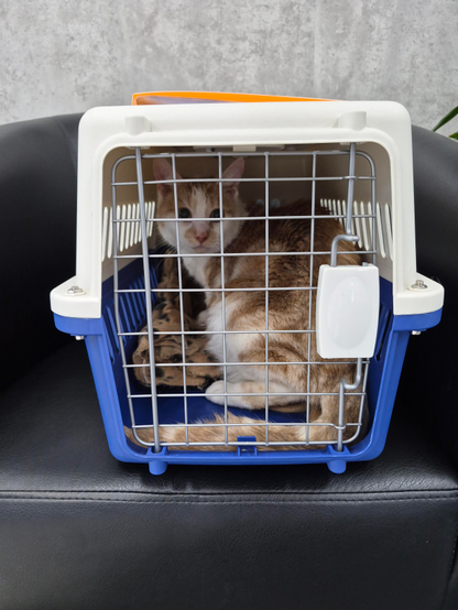 Suko, An American Shorthair Feline in his cage after getting checked over by the vets, curious about his surroundings 