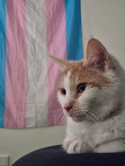 Suko an American shorthair feline staring at an object off frame while representing trans rights!