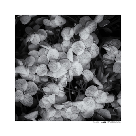 Blätter in Schwarz-Weiss