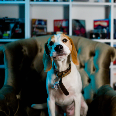 Hund Sitzt auf Sessel. Er Kaut. Es sieht aus als ob er in die Kamera lächelt. DVD Regal verschwommen im Hintregrund.