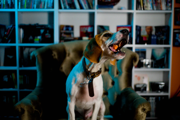 Hund sitzt auf Sessel. Er fängt mit offenen Mund eine Karotte. Dabei schaut er seitlich. DVD Regal im Hintergrund.