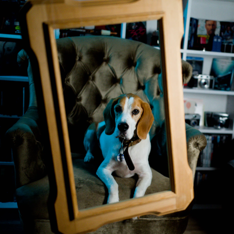 Hun dliegt auf einem Sessel. Schaut durch einem Holzrahmen. Der Holzrahmen ist Schräg.