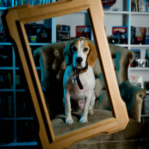 Hund sitzt auf einem Sessel. Aufrecht. und schaut durch einem schrägen Bilderrahmen. DVD Regal im Hintergrund.