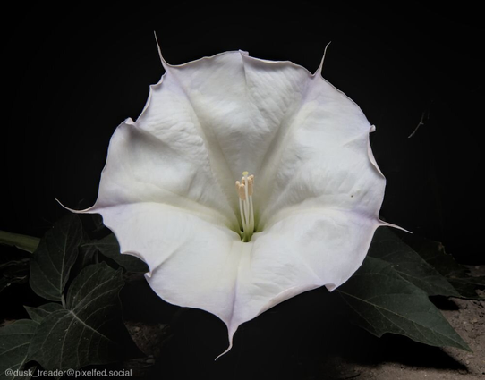 Datura wrightii
