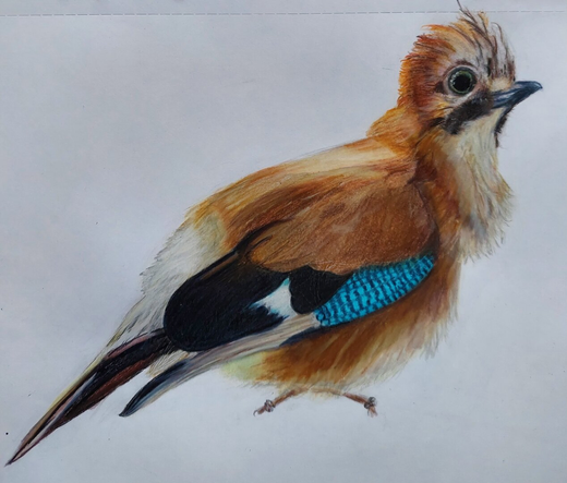 A beige black, and white little bird with many fluffy feathers, especially under the chin and along its chest. Long, thin feathers standing up somewhat on its head. A blue-striped wing.