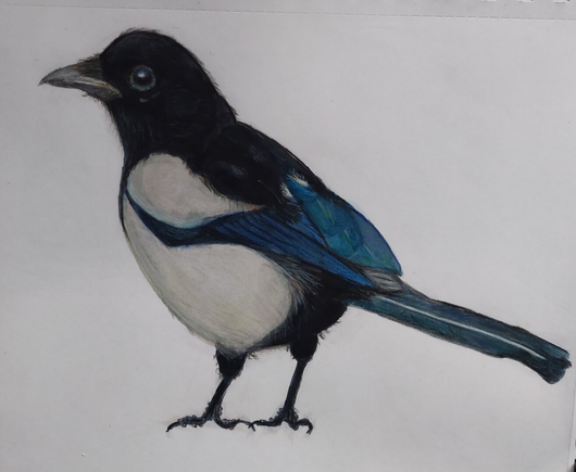 Black, white, and blue bird with a long tail. Seen from the side, with its head on the left and tail on the right.