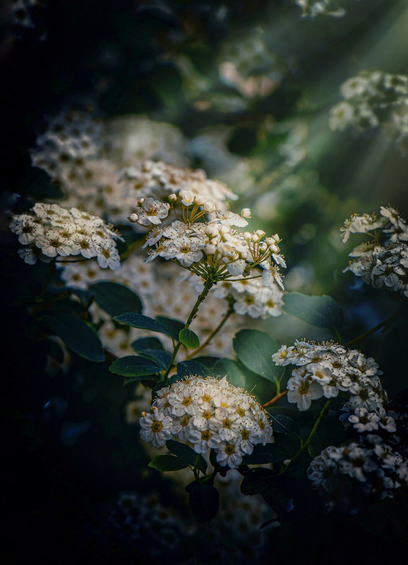 A potograph of a cluster of white, small, delicate flowers with multiple petals, surrounded by dark green leaves (White Spirea). The flowers are illuminated by soft, dappled sunlight coming from the top right corner. The background is a blurred mix of dark green foliage. There is a central flower which is in focus and most of the flower clusters around it are out of focus.