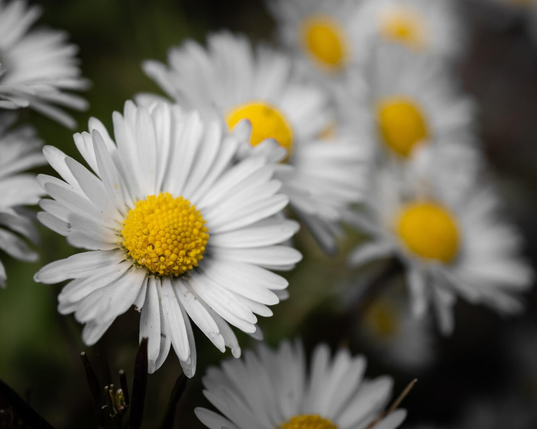 A close-up of a cluster of daisies in bloom. The central flower is in sharp focus, showing the detailed texture of its yellow centre, while the others fade into a soft, dark green background.