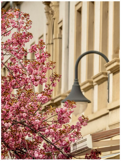 A close-up view of a blooming cherry blossom tree with vibrant pink flowers, set against a backdrop of a historic building and a street lamp.
