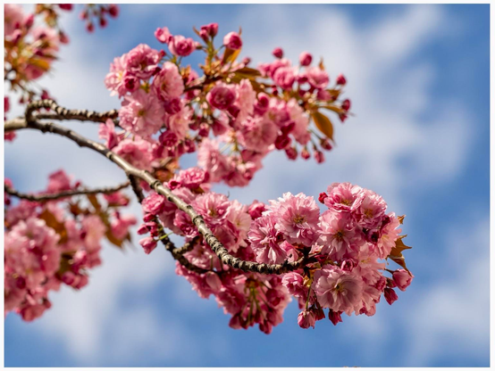 A close-up view of pink cherry blossom flowers on a branch against a blue sky with scattered clouds.