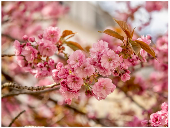 Close-up of pink cherry blossom flowers on a branch, with soft focus on surrounding blooms and leaves.
