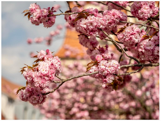 Branches adorned with clusters of pink blossoms against a soft, blurred background. The petals appear fluffy and full, creating a vibrant spring atmosphere.