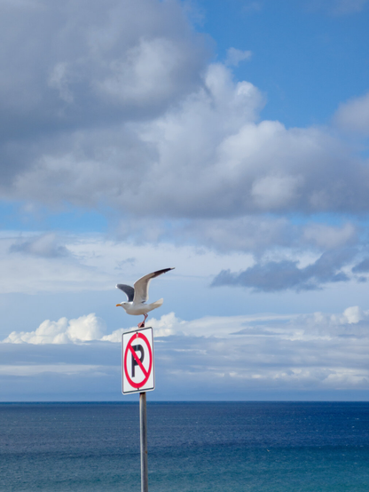 A seagull about to take off from a No Parking sign that it was perched on. The sky and ocean can be seen in the background