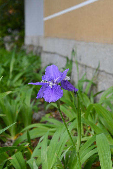 堀だった場所の壁際寄りで咲いていたイチハツ。/ 2026.04.18 御霊神社から