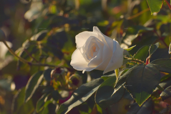 Rose, closeup, color, photo