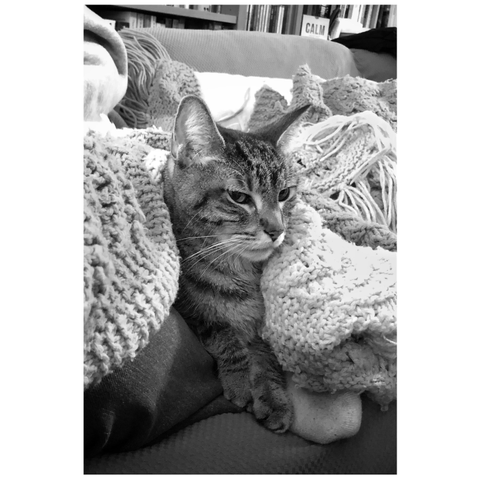 Black and white photo of my striped tabby Max (dearly missed), settled on the leg of a person reclining on a couch. Max has a knitted afghan blanket draped over his back and sides and looks off to the right with a relaxed look. Behind the couch is a bookcase lined with books as well as a small box of cards that says “CALM” on the front.