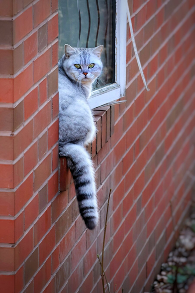 A grey-and-white striped cat sits poised on the outer windowsill of a red-brick building. The cat turns its head to face the camera, its bright green eyes standing out against its fur. Its bushy tail hangs down the brick wall, adding a dynamic touch to the scene.