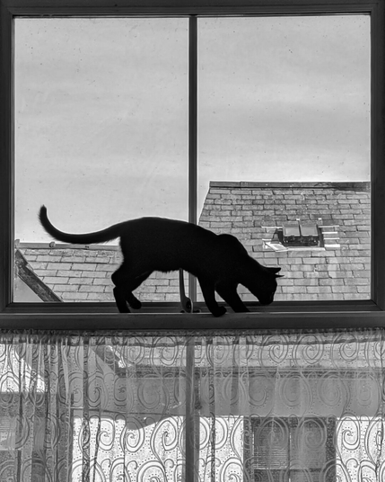High-contrast monochrome photo of a cat in silhouette stepping across the narrow centre of a window frame. Behind the cat, across the street, a sloped slate shingle roof with a skylight is visible under an overcast sky. Below the cat, a patterned lace curtain hangs covering the bottom half of the frame.