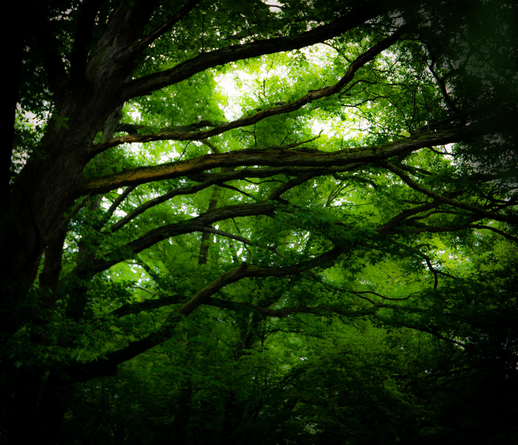 The image shows a dense canopy of green leaves and branches from a large tree. The branches extend outward, creating a layered effect against a bright background. The composition is primarily filled with various shades of green, with some darker areas in the foreground.