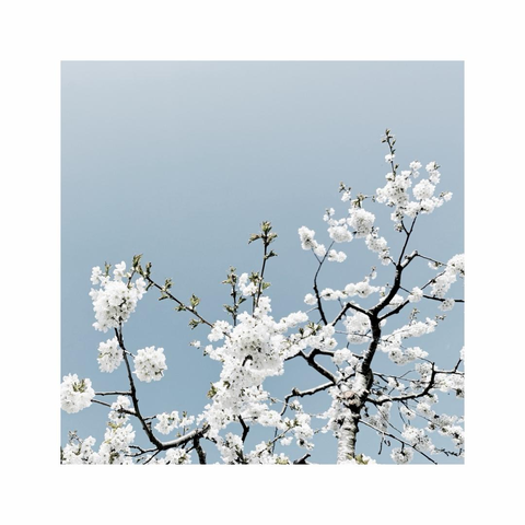 a square image showing details of some bright white cherry trees in full bloom against a cool blue sky