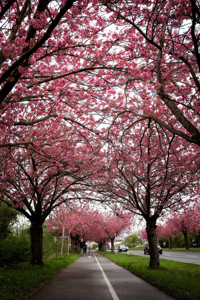 A springtime scene featuring a pathway lined with cherry blossom trees in full bloom. The trees form a stunning canopy of vibrant pink flowers overhead, creating a natural tunnel effect. The path, bordered by green grass, stretches into the distance, with a few pedestrians strolling leisurely beneath the blossoms. In the background, a road with cars and additional greenery completes the setting.
