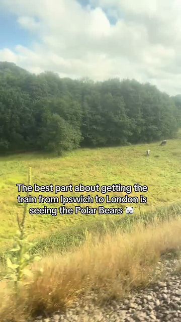 Video shot from train going from Ipswich to London, polar bears can be seen in a field next to the railway line