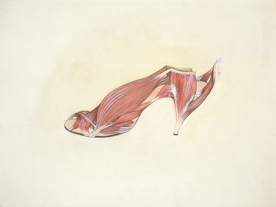 illustration anatomique représentant le corps d’une chaussure vivante, dépouillée de sa peau et des tissus graisseux, pour en faire apparaître les parties internes