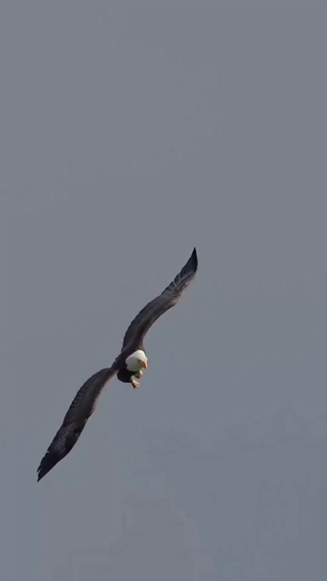 un aigle qui descend du ciel