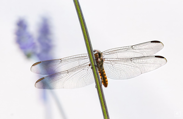 Color photo of a dragonfly perched on a stem of mealy blue sage with its stained glass-like wings sharply defined.