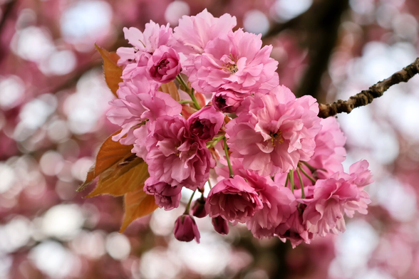A close-up of delicate sakura (cherry blossom) flowers in full bloom. The clusters of soft pink petals, some fully open and others still in bud form, create a gentle, dreamy effect. The blossoms are framed by slender branches and a few emerging green and copper-coloured leaves, adding contrast to the scene. In the background, a soft bokeh effect blurs additional cherry blossoms, enhancing the focus on the intricate details of the flowers in the foreground.