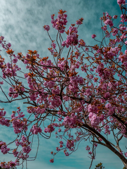 Looking up at the vibrant pink cherry blossoms covering the branches of a tree in springtime. Next to the flowers the young leaves appear coppery-red, and the teal sky above has light, wispy white clouds.