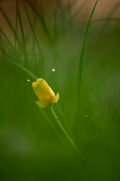 A close-up, soft-focus photograph captures a small, vibrant yellow wildflower bud nestled among tall, slender blades of green grass. Two thin, wispy grass stems arch gracefully over the flower, each tipped with a single, glistening dewdrop that resembles delicate antennae. The background and foreground are filled with a dreamy, ethereal green blur, creating a sense of quiet and serenity. The lighting is gentle and diffused, highlighting the smooth texture of the petal and the clarity of the water droplets.