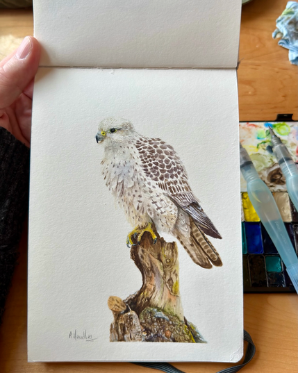 Watercolor painting of a gyrfalcon perched on a weathered tree stump, rendered in soft grays, warm browns, and creamy whites with subtle yellow feet and beak. The bird faces left with detailed speckled plumage against a plain sketchbook background.