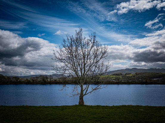 A lone, leafless tree stands in the center of the frame against a wide, blue lake and a cloudy sky.