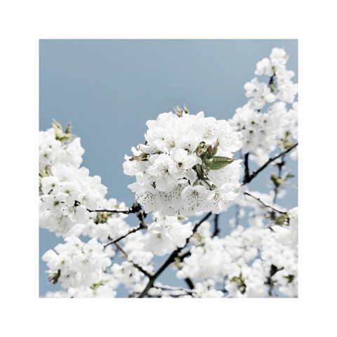 a square image showing details of some bright white cherry trees in full bloom against a cool blue sky