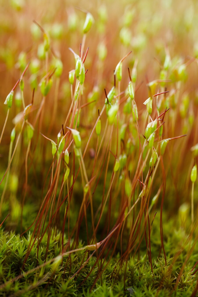 A macro photo of moss sporophytes rising from a lush green bed of moss.