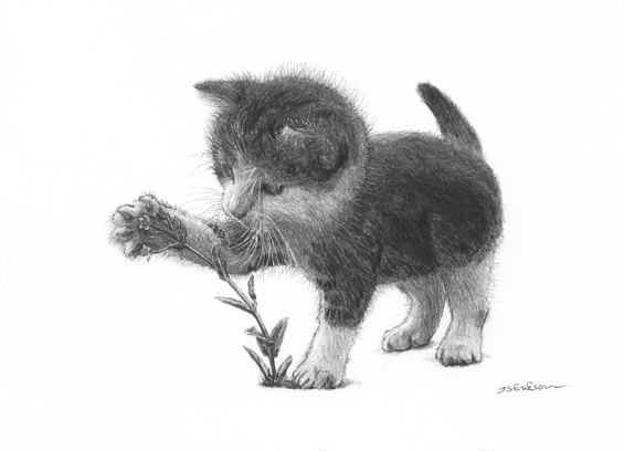 A black and white drawing of a spotted kitten taking an interest in a flower. This kitten has white legs and white cheeks, the rest of the body is black. The kitten is touching the flower with its paw while its whiskers are all puffy.
